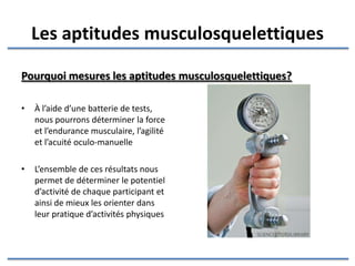 Les aptitudes musculosquelettiques Pourquoi mesurer les aptitudes musculosquelettiques? À l’aide d’une batterie de tests, nous pourrons déterminer la force et l’endurance musculaire, l’agilité et l’acuité oculo-manuelle L’ensemble de ces résultats nous permet de déterminer le potentiel d’activité de chaque participant et ainsi de mieux les orienter dans leur pratique d’activités physiques 