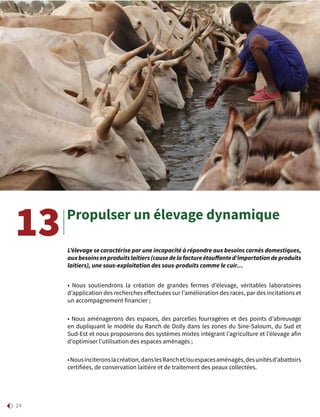 24
Propulser un élevage dynamique
• Nous soutiendrons la création de grandes fermes d’élevage, véritables laboratoires
d’application des recherches effectuées sur l’amélioration des races, par des incitations et
un accompagnement financier ;
• Nous aménagerons des espaces, des parcelles fourragères et des points d’abreuvage
en dupliquant le modèle du Ranch de Dolly dans les zones du Sine-Saloum, du Sud et
Sud-Est et nous proposerons des systèmes mixtes intégrant l’agriculture et l’élevage afin
d’optimiser l’utilisation des espaces aménagés ;
•Nousinciteronslacréation,danslesRanchet/ouespacesaménagés,desunitésd’abattoirs
certifiées, de conservation laitière et de traitement des peaux collectées.
13 L’élevage se caractérise par une incapacité à répondre aux besoins carnés domestiques,
auxbesoinsenproduitslaitiers(causedelafactureétouffanted’importationdeproduits
laitiers), une sous-exploitation des sous-produits comme le cuir…
 