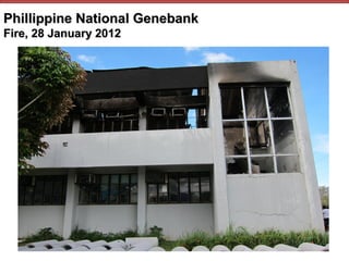 Phillippine National Genebank
Fire, 28 January 2012
 