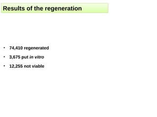 Results of the regeneration




• 74,410 regenerated

• 3,675 put in vitro

• 12,255 not viable
 