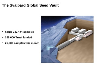 The Svalbard Global Seed Vault




• holds 747,141 samples

• 558,000 Trust funded

• 25,000 samples this month
 