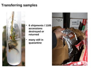 Transferring samples




             • 6 shipments / 1105
               accessions
               destroyed or
               returned

             • many still in
               quarantine
 