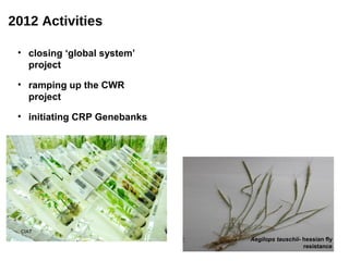 2012 Activities

 • closing ‘global system’
   project

 • ramping up the CWR
   project

 • initiating CRP Genebanks




  CIAT
                              Aegilops tauschii- hessian fly
                                                 resistance
 