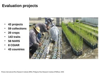 Evaluation projects



     •     43 projects
     •     59 collections
     •     20 crops
     •     143 traits
     •     58 NARS
     •     8 CGIAR
     •     43 countries




Photos International Rice Research Institute (IRRI); Philippine Rice Research Institute (PhilRice). 2009.
 