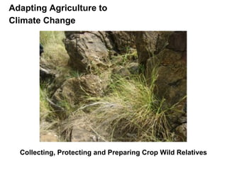 Adapting Agriculture to
Climate Change




  Collecting, Protecting and Preparing Crop Wild Relatives
 