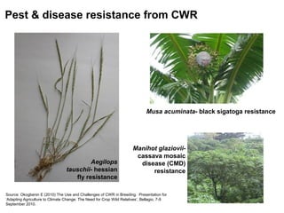 Pest & disease resistance from CWR




                                                                             Musa acuminata- black sigatoga resistance




                                                                      Manihot glaziovii-
                                                                       cassava mosaic
                                          Aegilops                      disease (CMD)
                                 tauschii- hessian                          resistance
                                    fly resistance

Source: Okogbenin E (2010) The Use and Challenges of CWR in Breeding. Presentation for
‘Adapting Agriculture to Climate Change: The Need for Crop Wild Relatives’, Bellagio, 7-9
September 2010.
 