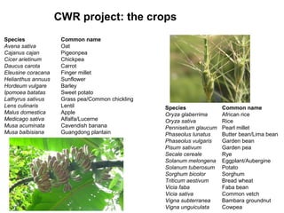 CWR project: the crops
Species              Common name
Avena sativa         Oat
Cajanus cajan        Pigeonpea
Cicer arietinum      Chickpea
Daucus carota        Carrot
Eleusine coracana    Finger millet
Helianthus annuus    Sunflower
Hordeum vulgare      Barley
Ipomoea batatas      Sweet potato
Lathyrus sativus     Grass pea/Common chickling
Lens culinaris       Lentil                       Species              Common name
Malus domestica      Apple                        Oryza glaberrima     African rice
Medicago sativa      Alfalfa/Lucerne              Oryza sativa         Rice
Musa acuminata       Cavendish banana             Pennisetum glaucum   Pearl millet
Musa balbisiana      Guangdong plantain           Phaseolus lunatus    Butter bean/Lima bean
                                                  Phaseolus vulgaris   Garden bean
                                                  Pisum sativum        Garden pea
                                                  Secale cereale       Rye
                                                  Solanum melongena    Eggplant/Aubergine
                                                  Solanum tuberosum    Potato
                                                  Sorghum bicolor      Sorghum
                                                  Triticum aestivum    Bread wheat
                                                  Vicia faba           Faba bean
                                                  Vicia sativa         Common vetch
                                                  Vigna subterranea    Bambara groundnut
                                                  Vigna unguiculata    Cowpea
 