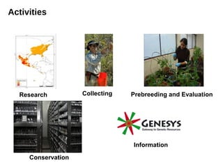 Activities




  Research          Collecting   Prebreeding and Evaluation




                                 Information

     Conservation
 