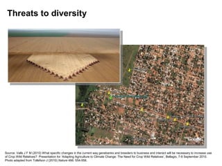 Threats to diversity




Source: Valls J F M (2010) What specific changes in the current way genebanks and breeders to business and interact will be necessary to increase use
of Crop Wild Relatives? Presentation for ‘Adapting Agriculture to Climate Change: The Need for Crop Wild Relatives’, Bellagio, 7-9 September 2010.
Photo adapted from Tollefson J (2010) Nature 466: 554-556.
 