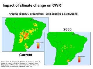 Impact of climate change on CWR

             Arachis (peanut, groundnut) - wild species distributions




                                                                          2055




                                Current
Source: Jarvis, A., Ferguson, M., Williams, D., Guarino, L., Jones, P.,
Stalker, H., Valls, J., Pittman, R., Simpson, C. & Bramel, P. 2003.
Biogeography of Wild Arachis: Assessing Conservation Status and
Setting Future Priorities. Crop Science 43, 1100-1108.
 