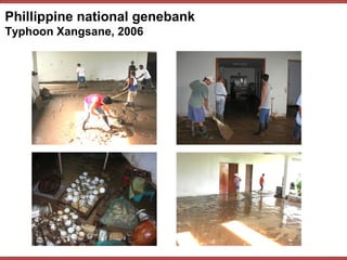 Phillippine national genebank
Typhoon Xangsane, 2006
 