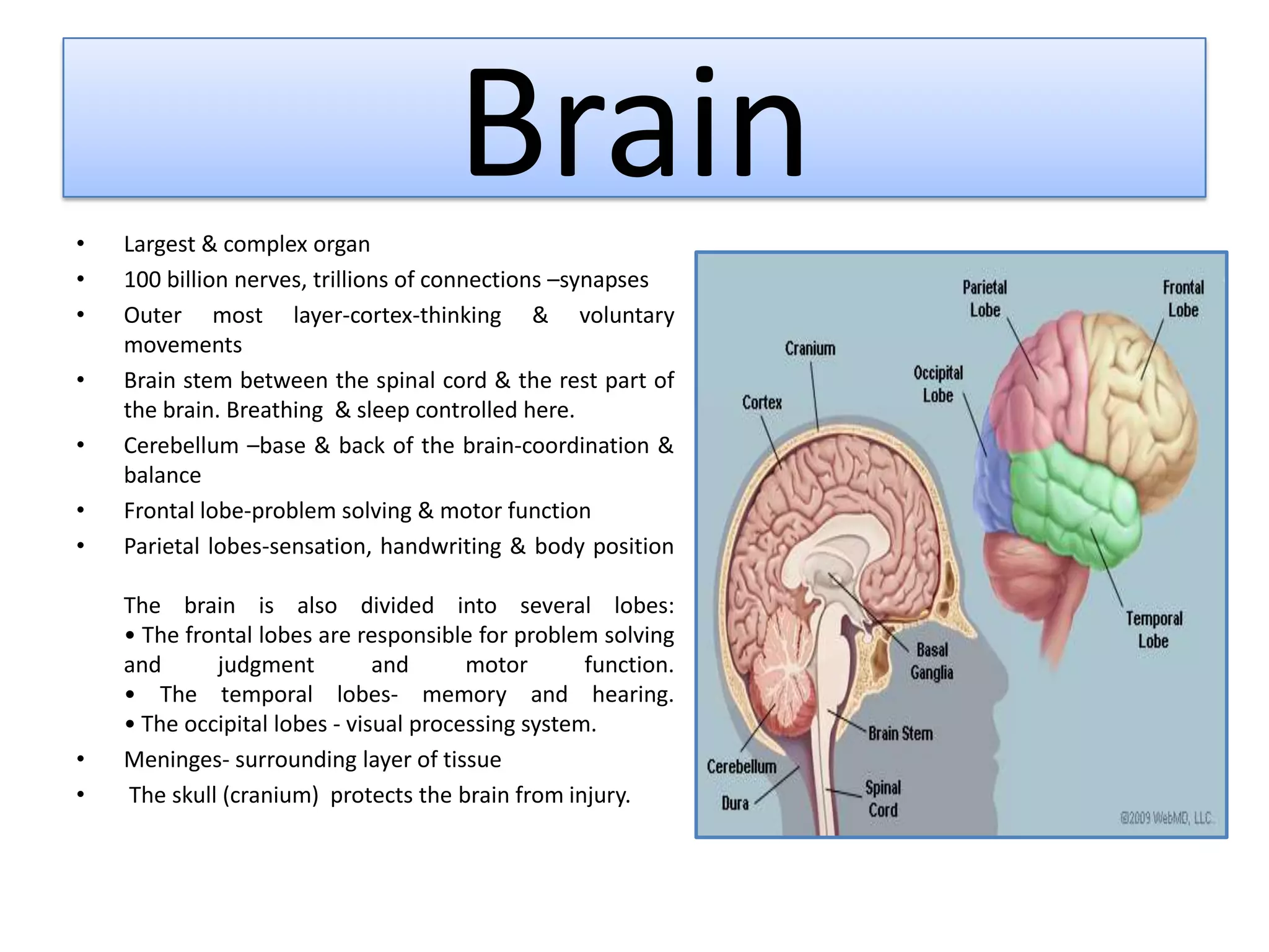 •   Largest & complex organ
                                      Brain
•   100 billion nerves, trillions of connections –synapses
•   Outer most layer-cortex-thinking & voluntary
    movements
•   Brain stem between the spinal cord & the rest part of
    the brain. Breathing & sleep controlled here.
•   Cerebellum –base & back of the brain-coordination &
    balance
•   Frontal lobe-problem solving & motor function
•   Parietal lobes-sensation, handwriting & body position

    The brain is also divided into several lobes:
    • The frontal lobes are responsible for problem solving
    and      judgment          and      motor       function.
    • The temporal lobes- memory and hearing.
    • The occipital lobes - visual processing system.
•   Meninges- surrounding layer of tissue
•   The skull (cranium) protects the brain from injury.
 