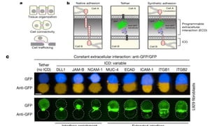 Programming multicellular assembly with synthetic cell adhesion ...