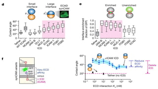 Programming multicellular assembly with synthetic cell adhesion ...