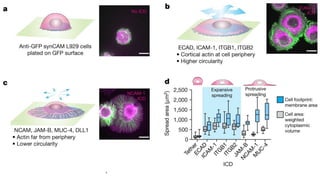 Programming multicellular assembly with synthetic cell adhesion ...