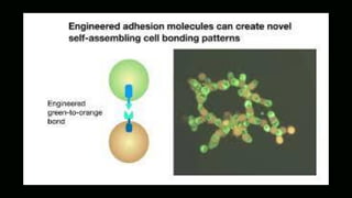 Programming multicellular assembly with synthetic cell adhesion ...