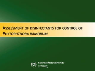 ASSESSMENT OF DISINFECTANTS FOR CONTROL OF
PHYTOPHTHORA RAMORUM
 