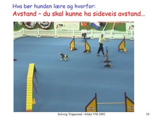 Hva bør hunden lære og hvorfor:   Avstand – du skal kunne ha sideveis avstand… 