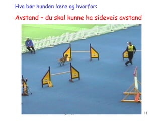 Hva bør hunden lære og hvorfor:   Avstand – du skal kunne ha sideveis avstand 