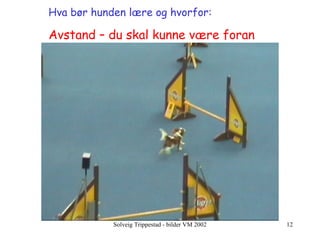 Hva bør hunden lære og hvorfor:   Avstand – du skal kunne være foran 