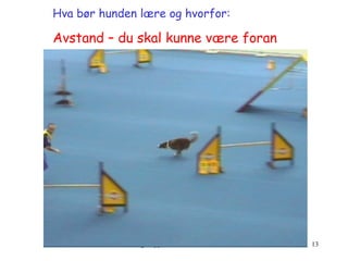 Hva bør hunden lære og hvorfor:   Avstand – du skal kunne være foran 