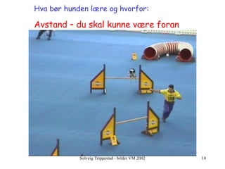 Hva bør hunden lære og hvorfor:   Avstand – du skal kunne være foran 