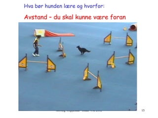 Hva bør hunden lære og hvorfor:   Avstand – du skal kunne være foran 