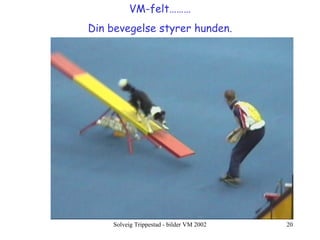 VM-felt……… Din bevegelse styrer hunden. 