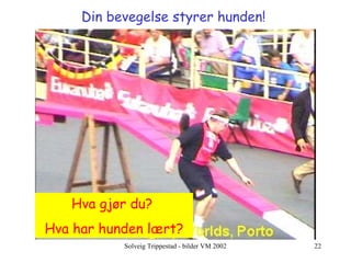Din bevegelse styrer hunden!   Hva gjør du?  Hva har hunden lært? 