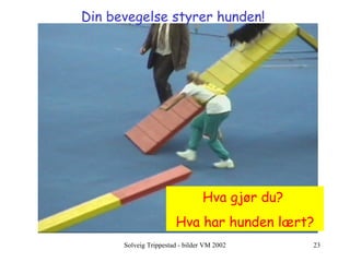 Din bevegelse styrer hunden!   Hva gjør du?  Hva har hunden lært? 