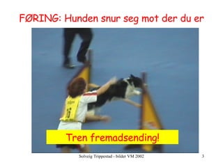 FØRING: Hunden snur seg mot der du er Tren fremadsending! 