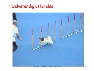 Selvstendig utførelse 