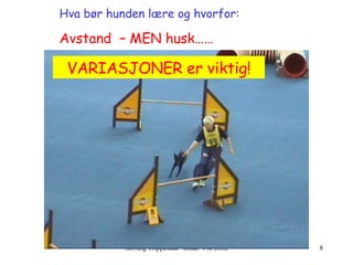 VARIASJONER er viktig! Hva bør hunden lære og hvorfor:   Avstand  – MEN husk…… 