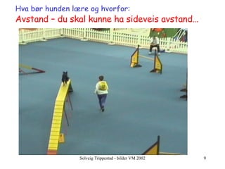 Hva bør hunden lære og hvorfor:   Avstand – du skal kunne ha sideveis avstand… 