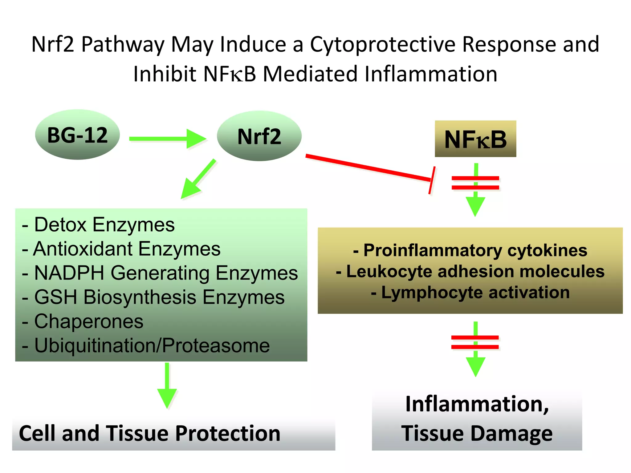 Nrf2
- Detox Enzymes
- Antioxidant Enzymes
- NADPH Generating Enzymes
- GSH Biosynthesis Enzymes
- Chaperones
- Ubiquitination/Proteasome
Cell and Tissue Protection
NFkB
- Proinflammatory cytokines
- Leukocyte adhesion molecules
- Lymphocyte activation
Inflammation,
Tissue Damage
Nrf2 Pathway May Induce a Cytoprotective Response and
Inhibit NFkB Mediated Inflammation
BG-12
 