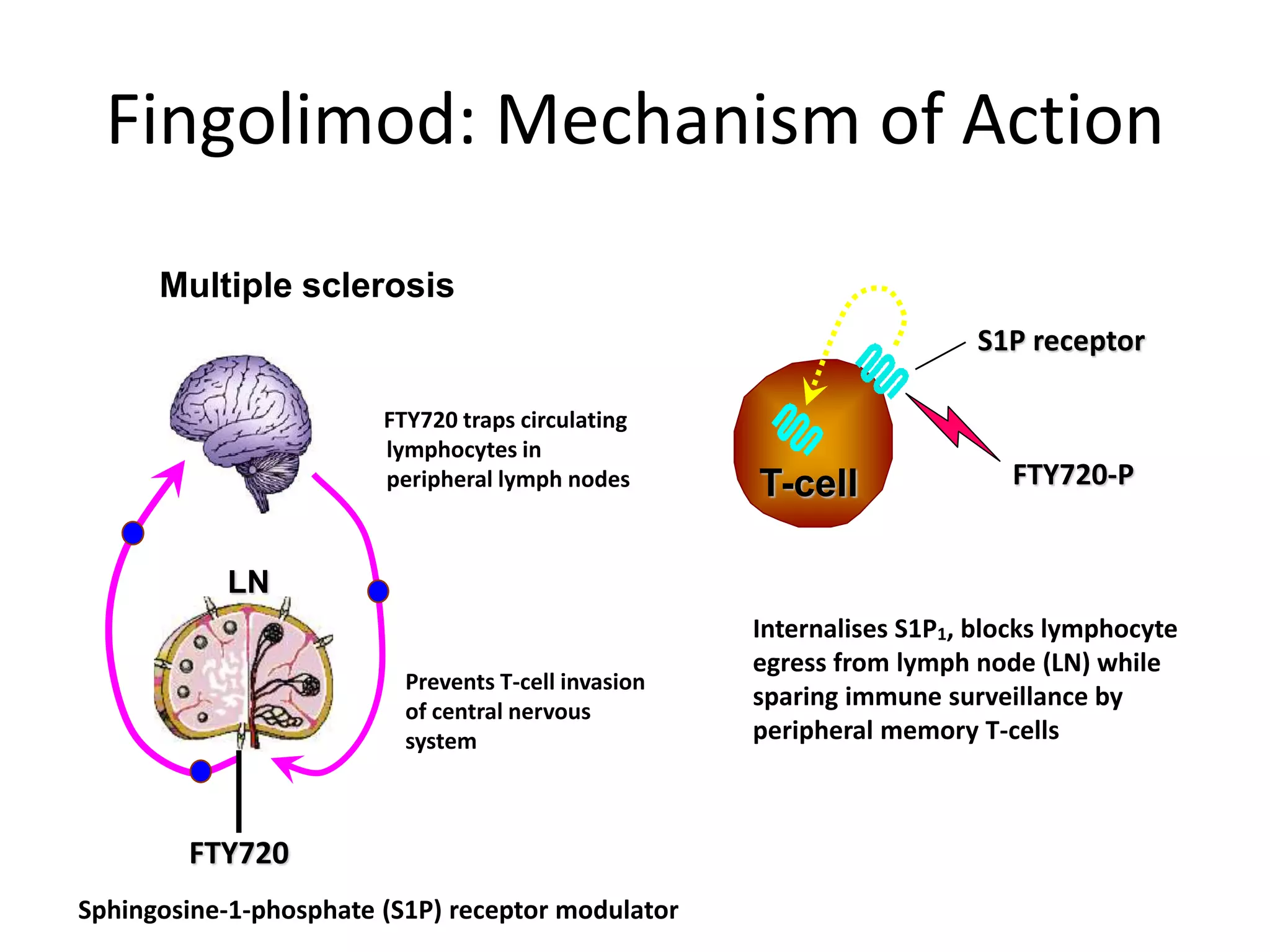 LN
T-cell FTY720-P
Prevents T-cell invasion
of central nervous
system
S1P receptor
Sphingosine-1-phosphate (S1P) receptor modulator
Internalises S1P1, blocks lymphocyte
egress from lymph node (LN) while
sparing immune surveillance by
peripheral memory T-cells
FTY720 traps circulating
lymphocytes in
peripheral lymph nodes
Multiple sclerosis
FTY720
Fingolimod: Mechanism of Action
 