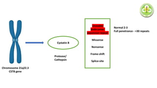 Chromosome 21q22.3
CSTB gene
Cystatin B
Protease/
Cathepsin
Unstable
dodecamer
expansion repeat
Missense
Nonsense
Frame-shift
Splice-site
Normal 2-3
Full penetrance - >30 repeats
 