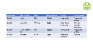 Phenotype Age of onset Gene Chromosome Protein Ultrastructure
CLN11 Adult GRN 17q21 Progranulin Fingerprint
bodies
CLN12 Juvenille ATP13A2 1p36 Kufor Rakeb
Syndrome
Whorled
lamellar
inclusions
CLN13 Adult (Kuf type
B)
CTSF 11q13 Cathepsin F Fingerprint
profiles
CLN14 Infantile KCTD7 7q11 Potassium
Channel
Variable
 