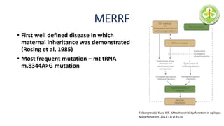 MERRF
• First well defined disease in which
maternal inheritance was demonstrated
(Rosing et al, 1985)
• Most frequent mutation – mt tRNA
m.8344A>G mutation
Folbergrová J, Kunz WS. Mitochondrial dysfunction in epilepsy
Mitochondrion. 2012;12(1):35-40
 