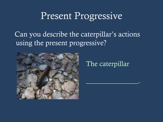 Present Progressive
Can you describe the caterpillar’s actions
using the present progressive?
The caterpillar
_______________.
 