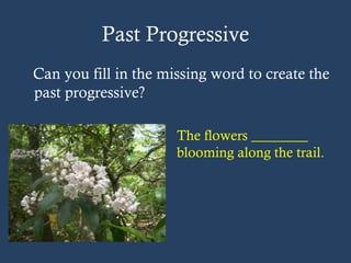 Past Progressive
Can you fill in the missing word to create the
past progressive?
The flowers ________
blooming along the trail.
 