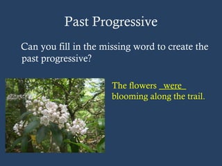 Past Progressive
Can you fill in the missing word to create the
past progressive?
The flowers _were_
blooming along the trail.
 