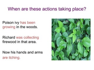 When are these actions taking place?

Poison ivy has been
growing in the woods.

Richard was collecting
firewood in that area.

Now his hands and arms
are itching.
 