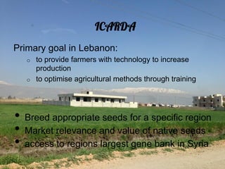 ICARDA
Primary goal in Lebanon:
   o    to provide farmers with technology to increase
        production
   o    to optimise agricultural methods through training




•  Breed appropriate seeds for a specific region
•  Market relevance and value of native seeds
•  access to regions largest gene bank in Syria
 