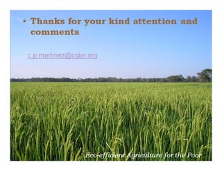 Progress rice breeding_lac