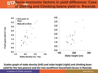 A member of CGIAR consortium www.iita.org
Scatter graph of stake density (left) and stake height (right) and climbing bean
yield for the two poorest and the two wealthiest household classes in Rwanda.
0.0
0.5
1.0
1.5
2.0
2.5
3.0
3.5
4.0
1.0 2.0 3.0 4.0
Freshgrainyield(t/ha)
Stake density (no. / ha)
Very poor or
Poor
Well-off or Rich
0.0
0.5
1.0
1.5
2.0
2.5
3.0
3.5
4.0
100 200 300
Stake height (cm)
Socio-economic factors in yield difference: Case
of Staking and Climbing beans yield in Rwanda
 