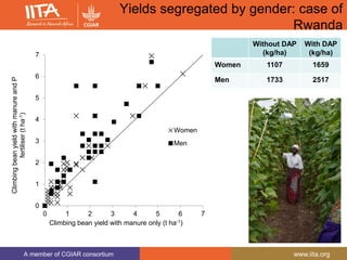 A member of CGIAR consortium www.iita.org
Yields segregated by gender: case of
Rwanda
Without DAP
(kg/ha)
With DAP
(kg/ha)
Women 1107 1659
Men 1733 2517
0
1
2
3
4
5
6
7
0 1 2 3 4 5 6 7
ClimbingbeanyieldwithmanureandP
fertiliser(tha-1)
Climbing bean yield with manure only (t ha-1)
Women
Men
 