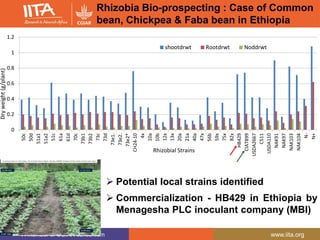 A member of CGIAR consortium www.iita.org
Rhizobia Bio-prospecting : Case of Common
bean, Chickpea & Faba bean in Ethiopia
0
0.2
0.4
0.6
0.8
1
1.2
50c
50d
51a1
51a2
51c
61a
61d
70c
73b1
73b2
73c
73d
73e1.
73e2.
73e2*
CH24-10
4x
10a
10b
12x
13x
20a
21a
40a
47x
56b
59x
75x
82x
HB429
CIAT899
USDA2667
C511
USDA110
NAK91
NAK97
NAK103
NAK104
N-
N+
shootdrwt Rootdrwt Noddrwt
Rhizobial Strains
Dryweight(g/plant)
 Potential local strains identified
 Commercialization - HB429 in Ethiopia by
Menagesha PLC inoculant company (MBI)
 