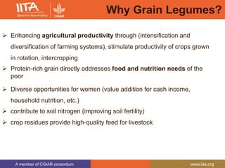 A member of CGIAR consortium www.iita.org
Why Grain Legumes?
 Enhancing agricultural productivity through (intensification and
diversification of farming systems), stimulate productivity of crops grown
in rotation, intercropping
 Protein-rich grain directly addresses food and nutrition needs of the
poor
 Diverse opportunities for women (value addition for cash income,
household nutrition, etc.)
 contribute to soil nitrogen (improving soil fertility)
 crop residues provide high-quality feed for livestock
 