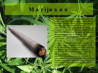 Marijuana Halucinogenul cel mai răspândit şi cel mai vechi – cel mai ieftin de altfel – este cânepa indiană (Canabis indica). Există azi zeci de milioane de consumatori pe toate continentele. Dacă opiul aparţine Orientului Îndepărtat, în special China, canabisul este pentru Orientul Mijlociu si apropiat ceea ce alcoolul este pentru Europa. Lumea musulmană a venit de mult timp în contact cu această plantă, pe care a integrat-o în civilizaţia sa. Produsul care se fumează se numeşte marijuana, dacă este m âncat se numeşte haşiş (numele de “hasasin” vine de la luptătorii din Liban, sec. XIII, care sub influienţa drogului săvârşeau acte de o mare cruzime). Acest drog dă o stare de beţie, cu euforie, drogatul râde sau zâmbeşte, cu supraactivitate motrică, în care judecata nu este afectată, dar controlul faptelor sale este mult mai redus. Haşişul folosit timp îndelungat duce la degradare fizică şi psihică. 